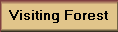 Visiting the Forest and how to get there
