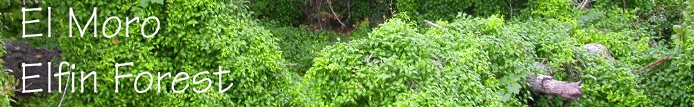 African bridal creeper in the Elfin forest