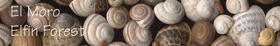 Elfin Forest Snail Medley