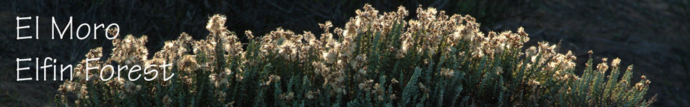 Mock heather in the Forest