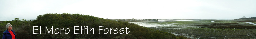 Elfin Forest and Bay